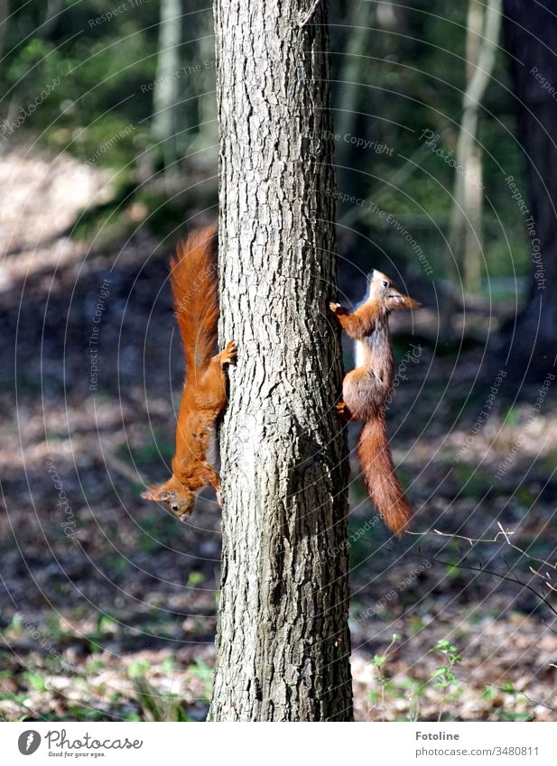 Buntes Treiben im Wald - oder 2 Eichhörnchen, die eigentlich 5 waren jagen sich den Baum hoch und wieder runter Tier Farbfoto Natur Außenaufnahme Wildtier