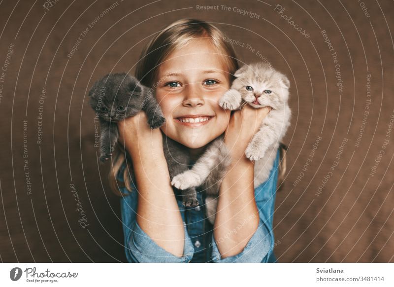 Das Kind hält schöne britische Kätzchen in verschiedenen Farben in den Händen von Frau Fröhlichkeit Lächeln wenig weiß heiter Porträt Mutter Kaukasier hübsch