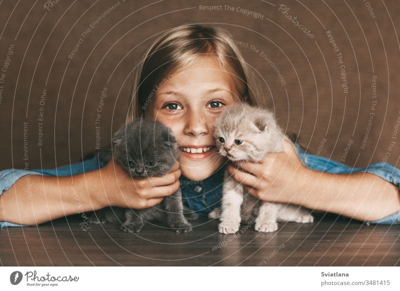 Das Kind hält schöne britische Kätzchen in verschiedenen Farben in den Händen von Hand Lifestyle wenig weiß Nahaufnahme Gesundheit Kaukasier heimwärts Frau
