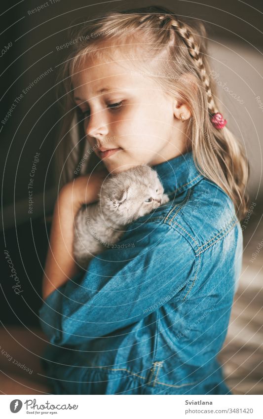 Mädchen umarmt und spielt ein kleines britisches Kätzchen schön Porträt Schönheit Frau hübsch Person Model Kaukasier Glamour heiter Erwachsener attraktiv