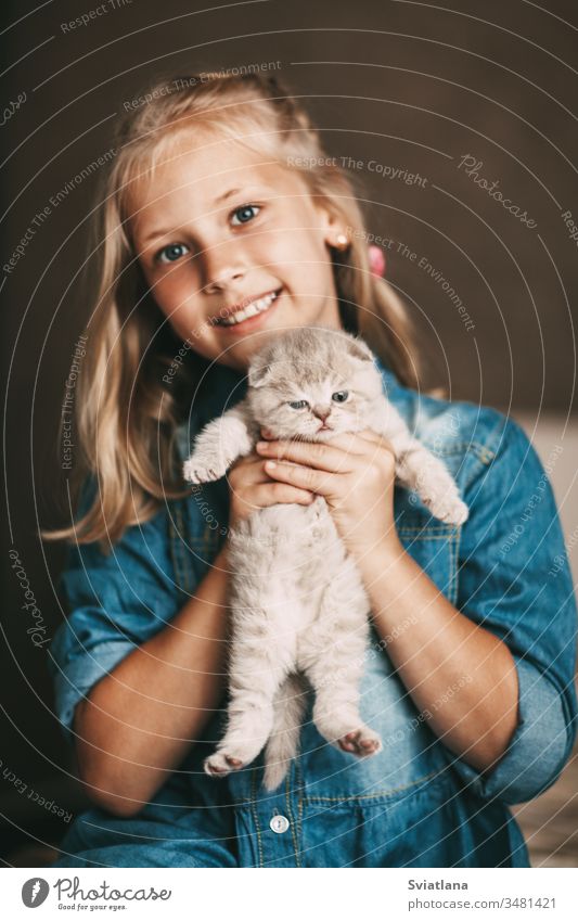 Mädchen umarmt und spielt ein kleines britisches Kätzchen schön Porträt Person Frau heiter Lächeln Fröhlichkeit Kaukasier weiß Behaarung Beteiligung Schönheit