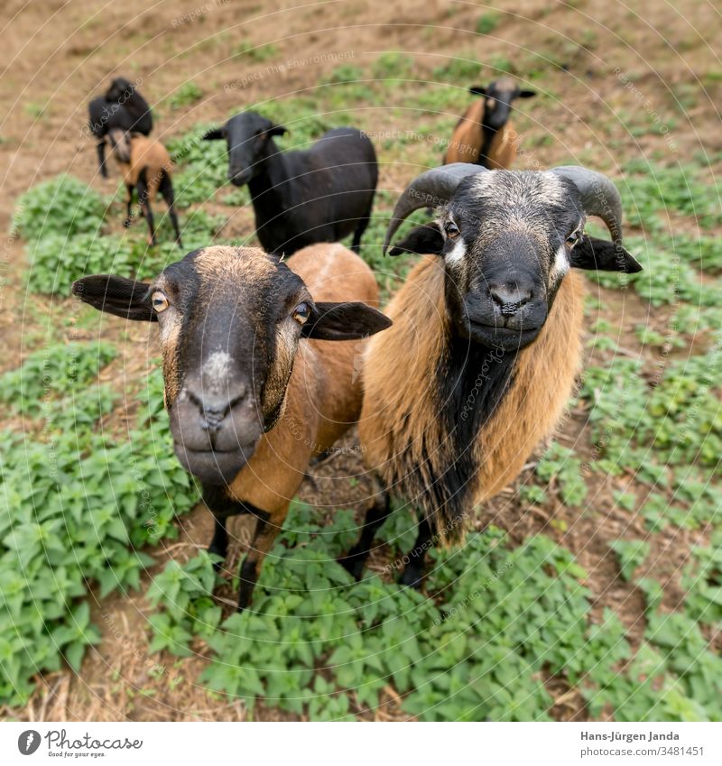 Zwei Kamerunschafe (männlich und weiblich) stehen nebeneinander auf der Weide Schaf Widder Tier Tierzucht Weg Bauernhof Haustier Säugetier melken Fleisch Fell
