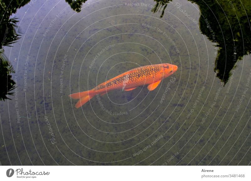 Noi, des isch Koi Karpfa Fisch Karpfen Goldfisch Zierfisch rot einsam Fischteich Teich Fischzucht Tier Schuppen Schwimmen & Baden Wasser schön Farbtupfer groß