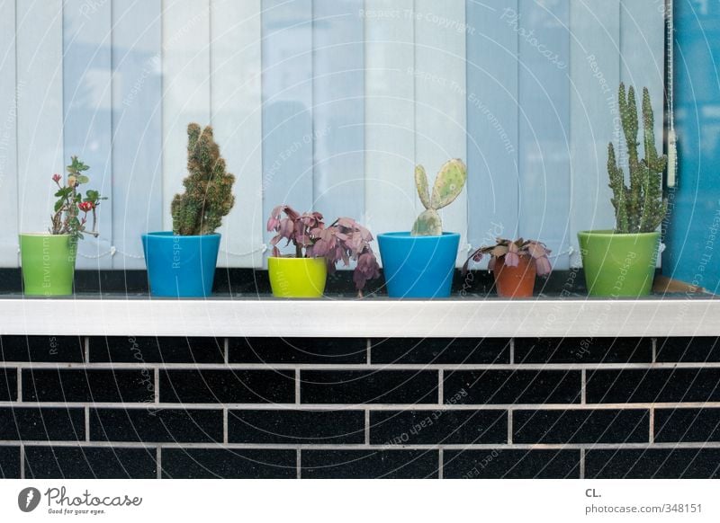 schöner wohnen Häusliches Leben Wohnung einrichten Dekoration & Verzierung Pflanze Blume Kaktus Blatt Blüte Haus Mauer Wand Fenster einzigartig Blumentopf
