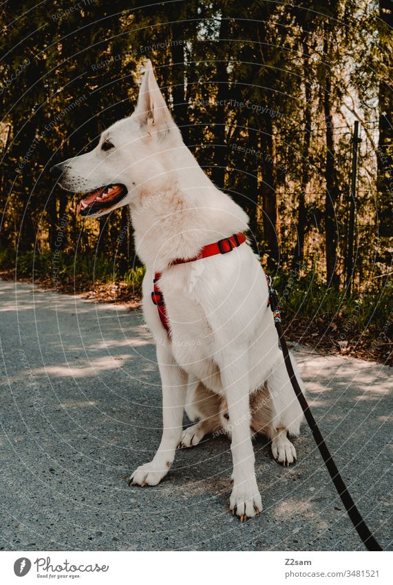 weißer Schäferhund schäferhund haustier gassi gehen spaziergang draußen sitzen brav leine Tier Außenaufnahme Farbfoto Tierporträt Natur groß menschenleer