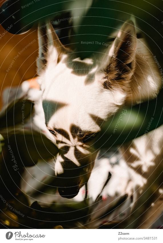 Schäferhund zuhause schäferhund weiß haustier ohren entspannen sonne wärme blätter schatten licht sonnenlicht kopf portrait Farbfoto Tier Natur