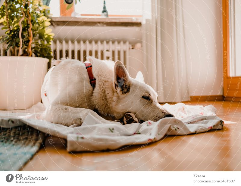 Weißer Schäferhund entspannt weiß schäferhund liegen entspannen ruhe schlafen nahaufnahme Tier Haustier Farbfoto Tierporträt Schwache Tiefenschärfe niedlich