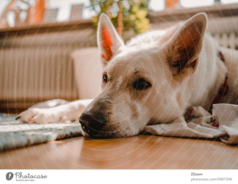 Weißer Schäferhund entspannt weiß schäferhund liegen entspannen ruhe schlafen nahaufnahme Tier Haustier Farbfoto Tierporträt Schwache Tiefenschärfe niedlich