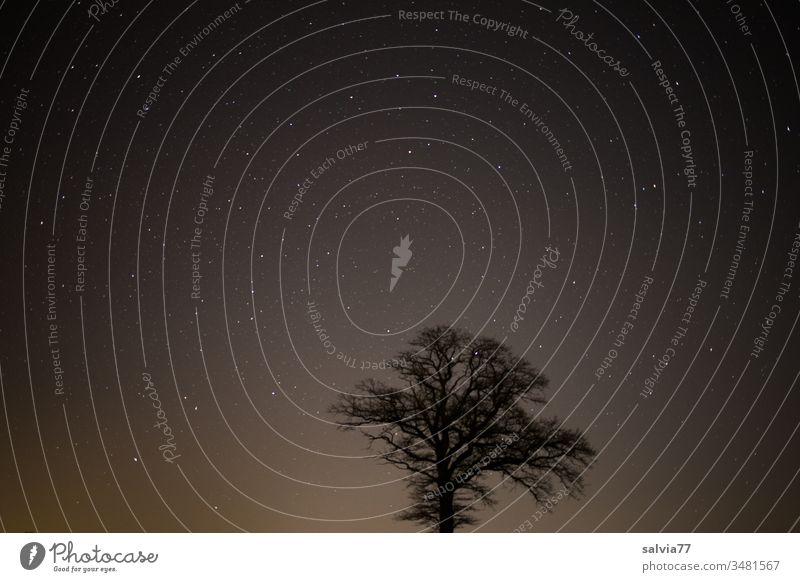 alleinstehender Baum mit Sternenhimmel Natur Nachthimmel Himmel Außenaufnahme Sternbild Textfreiraum oben Textfreiraum links Astronomie dunkel Eiche