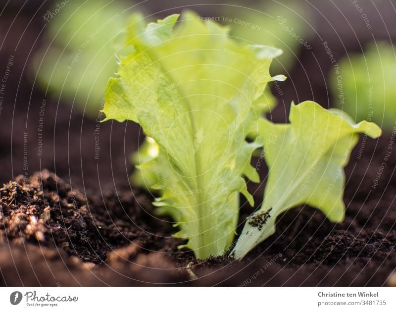 Salatpflänzchen in frischer Erde im Beet Salatblatt pflanzen Salatpflanze Frühling Gartenarbeit Natur grün braun Pflanze Freizeit & Hobby Gemüse Nutzpflanze