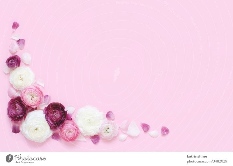 Eckrahmen aus rosa und cremefarbenen Blumen auf hellrosa Hintergrund Eckstoß Rahmen Ranunculus Frühling romantisch Fuchsie Pastell flache Verlegung