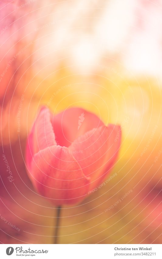 Blüte einer Tulpe wie gemalt in pink/orange/gelb mit schwacher Tiefenschärfe Tulpenblüte Blume Frühlingsblume Natur Pflanze Zwiebelblume Frühlingsgefühle