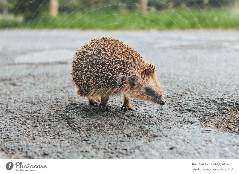 Igelbaby auf einer Strasse in Norddeutschland Tier Baby Tierjunges Tierbabys verschwommener Hintergrund braun Nahaufnahme niedlich süßes Tier süße Tiere