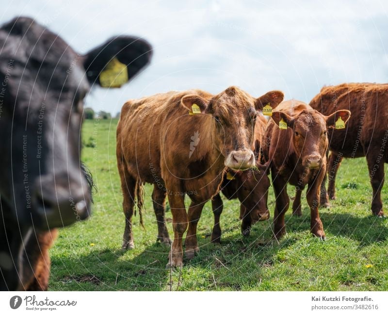 Kühe auf einer Weide in Norddeutschland Kuh Kuhherde Herde Wiese Vieh Viehzucht Viehhaltung Sonne Nutztier Außenaufnahme Tier Natur Tiergruppe Milchwirtschaft
