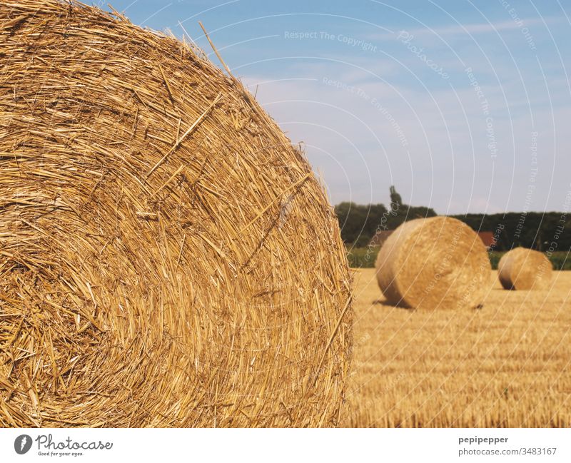 Kornkreise, runde Strohballen auf dem geernteten Feld liegend Himmel Sommer Landwirtschaft Ernte Natur Getreide gelb Wärme Heuballen blau Landschaft Herbst
