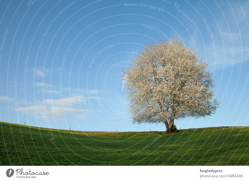 Einzelner weiß blühender Baum auf einer grünen Wiese im Frühling in der Sonne vor blauem Himmel mit wenigen weißen Wolken Zaun Frühlingsgefühle Frühlingstag