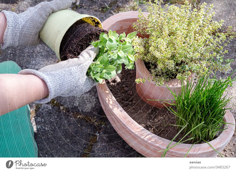 Basilikum wird von Händen einer Hobbygärtnerin in Arbeitshandschuhen aus dem Topf geholt und bald zu anderen Kräutern gepflanzt Einpflanzen Schnittlauch