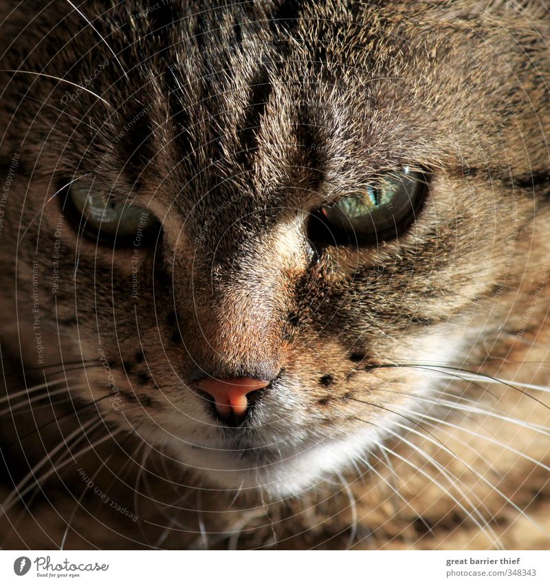 Die philosophische Katze Sommer Tier Haustier Tiergesicht 1 sitzen Freundlichkeit Neugier niedlich feminin braun Treue schön achtsam Wachsamkeit Fell Auge Nase