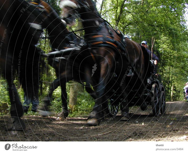 speed Pferdekutsche kutschieren Kutscher Viergespann Bewegungsunschärfe Eile Dynamik