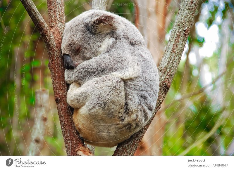 Ruhe bewahren in beklemmender Lage mein Freund Koala Australien 1 Geborgenheit Gelassenheit Idylle faulenzen Hochsitz Eukalyptusbaum Verhalten Gedeckte Farben