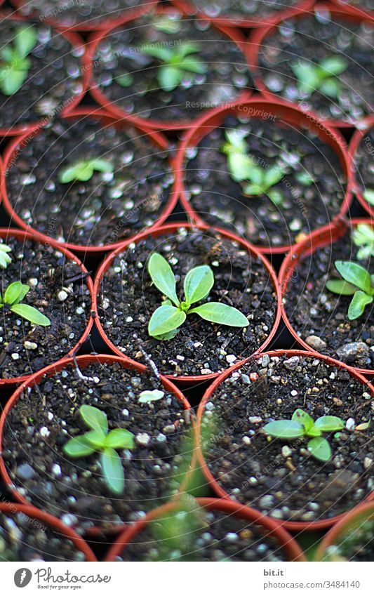 kleine Setzlinge in Töpfen Aussaat Feld Landwirtschaft grün Erde Ackerbau Pflanze Natur Ernte Frühling Wachstum braun ökologisch Umwelt Ernährung