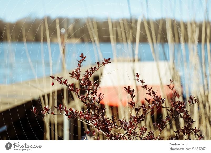 Rotes Motorboot am Steg eines Sees, davor eine dunkelrote Pflanze und Schilfgras Boot Zweige Sonne Frühling warten Normalität Wasser Wasserfahrzeug Erholung
