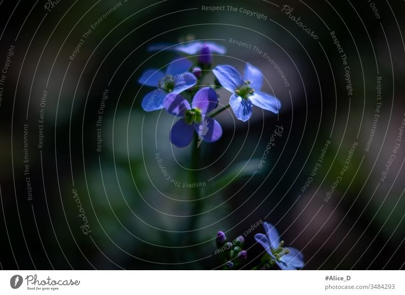 Frühlingsblaue und violette Blüte Makro-Natur Frühblüher schön Schönheit Blütezeit Überstrahlung blüht blaue Blumen blaue Wildblume botanisch Nahaufnahme