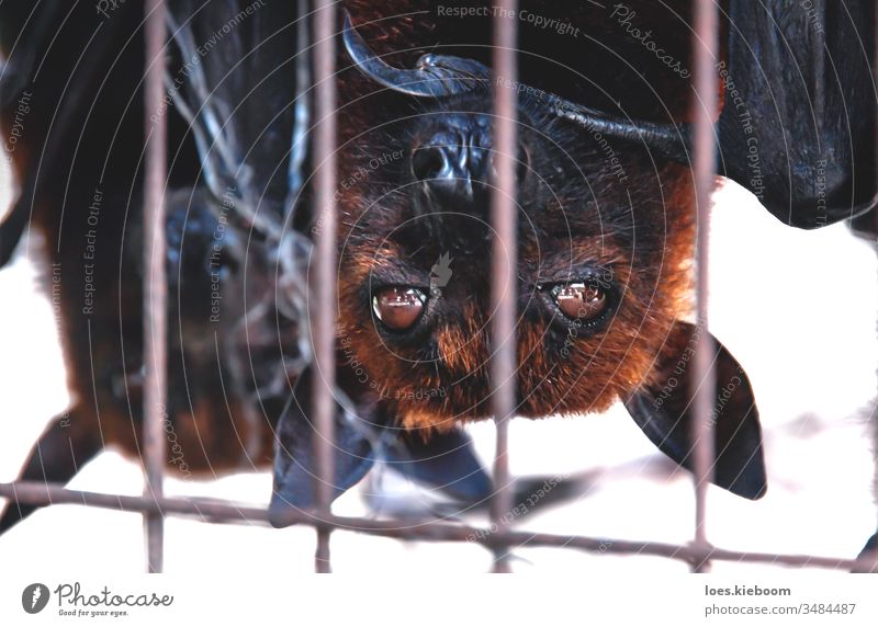 Nahaufnahme von Flughunde-Fledermäusen kopfüber in einem Käfig auf einem Markt für Nahrungsmittel, Sumatra, Indonesien Fledertiere Tierwelt schwarz fliegen