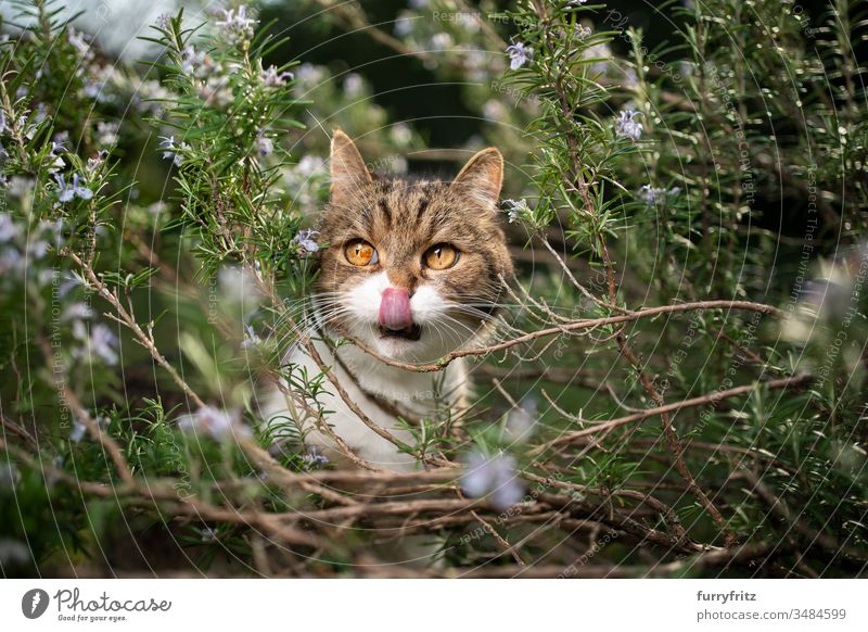 Britisch Kurzhaar Katze versteckt sich in blühendem Rosmarin Strauch Haustiere Ein Tier Rassekatze Kurzhaarkatze Tabby weiß im Freien grün Rasen Wiese Gras