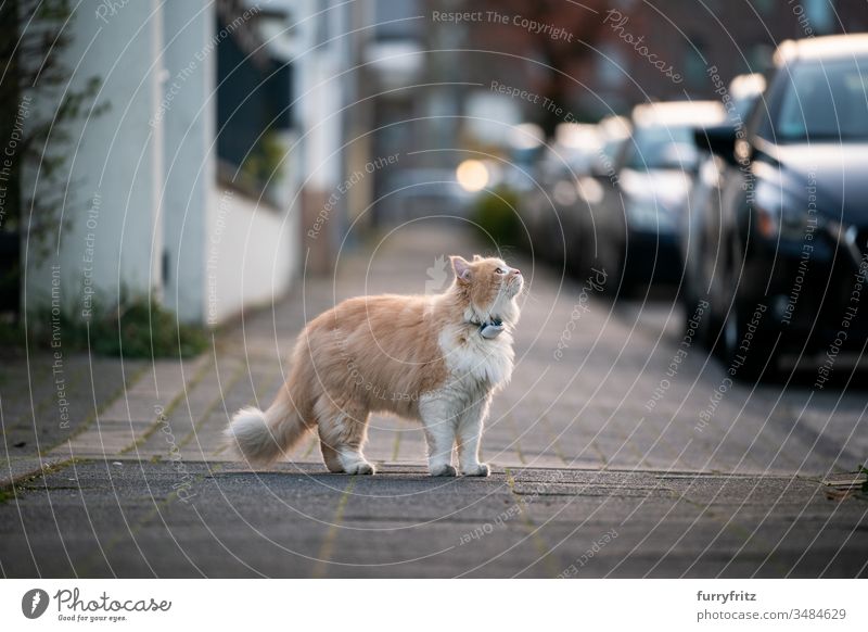neugierige Maine Coon Katze, steht auf dem Bürgersteig einer öffentlichen Straße und trägt einen GPS Tracker am Halsband Haustiere Ein Tier Rassekatze