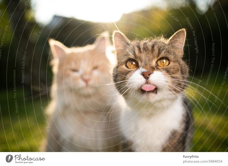 lustiges Porträt von zwei Katzen verschiedener Rassen Haustiere Zwei Tiere Rassekatze Langhaarige Katze maine coon katze Britisch Kurzhaar Tabby anders