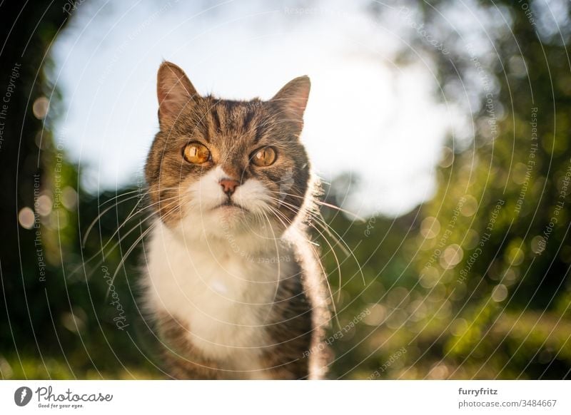 Portrait einer Britisch Kurzhaar Katze in der Natur Haustiere Ein Tier Rassekatze Kurzhaarkatze Tabby weiß im Freien grün Rasen Wiese Gras Garten