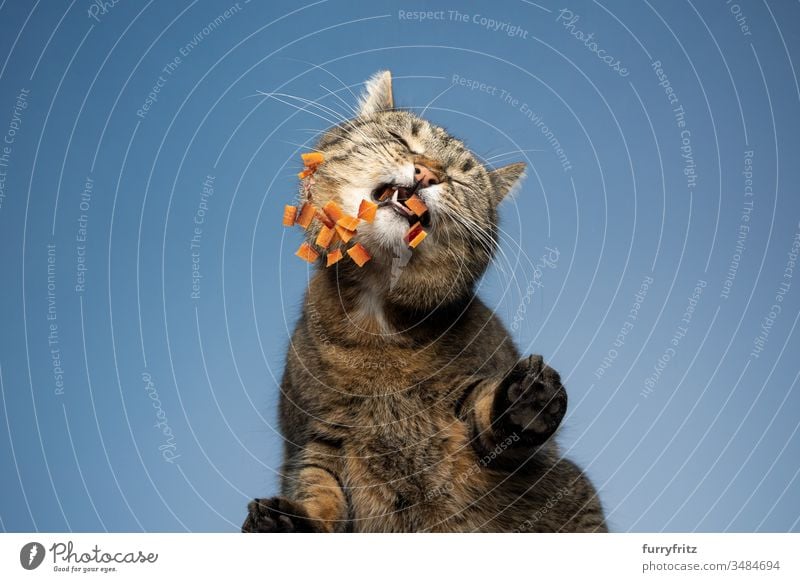 Unteransicht einer Katze, die Trockenfutter frisst Haustiere Ein Tier Mischlingskatze Kurzhaarkatze Tabby im Freien katzenhaft Fell Blauer Hintergrund Himmel