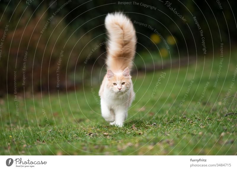 junge Maine Coon Katze mit flauschigem, langem Schwanz im Garten Haustiere Ein Tier Rassekatze Langhaarige Katze maine coon katze weiß Hirschkalb beige