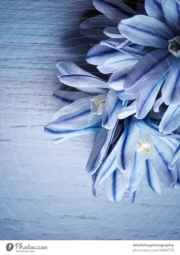 Blaue Blumen auf blauem Hintergrund Blauer Hintergrund abschließen Frühlingsblumenzwiebeln blaue Blumen