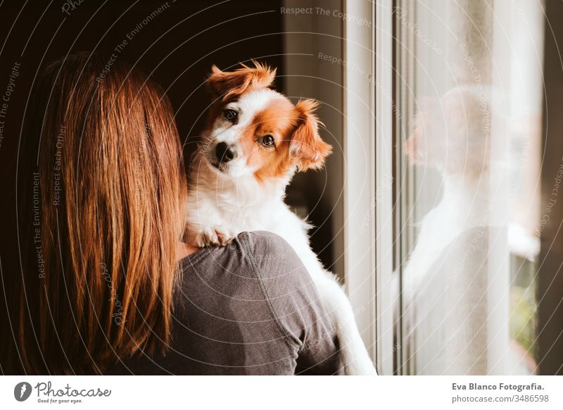 junge Frau und ihr süßer Hund zu Hause am Fenster. Rückansicht heimwärts im Innenbereich Kuss Liebe Zusammensein Zusammengehörigkeitsgefühl tagsüber Kaukasier