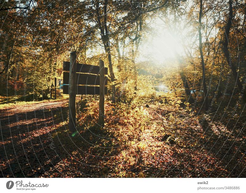 Darß, Dreieichen Wald Schild Herbst Lichtung Sonne Gegenlicht leuchtend strahlend Sonnenlicht lichtdurchflutet Bäume Sträucher Waldboden Wege & Pfade Idylle