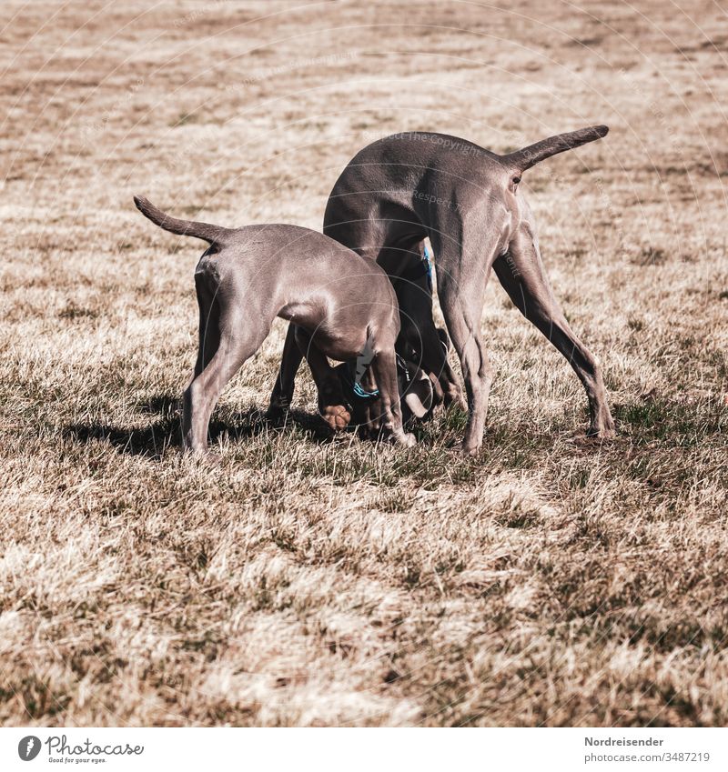 Zwei Weimaraner Jagdhunde Welpe und Junghund spielen auf einer Wiese weimaraner welpe vorsteherhund rüde haustier hübsch jagdhund portrait reinrassig zwei gras