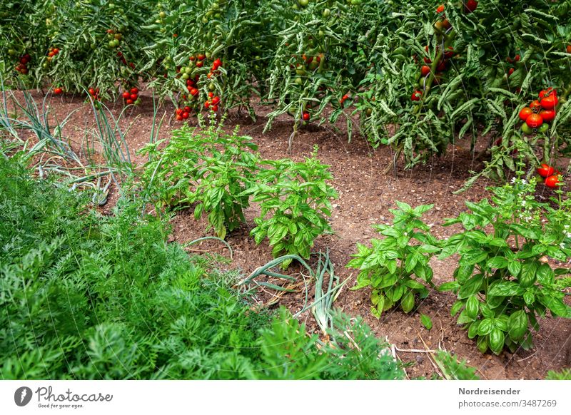 Reife Tomaten, Basilikum, Zwiebeln und Möhren auf einem Beet im Garten tomate basilikum garten ertrag möhren gemüse zwiebel frucht erde gatenerde ernte reif