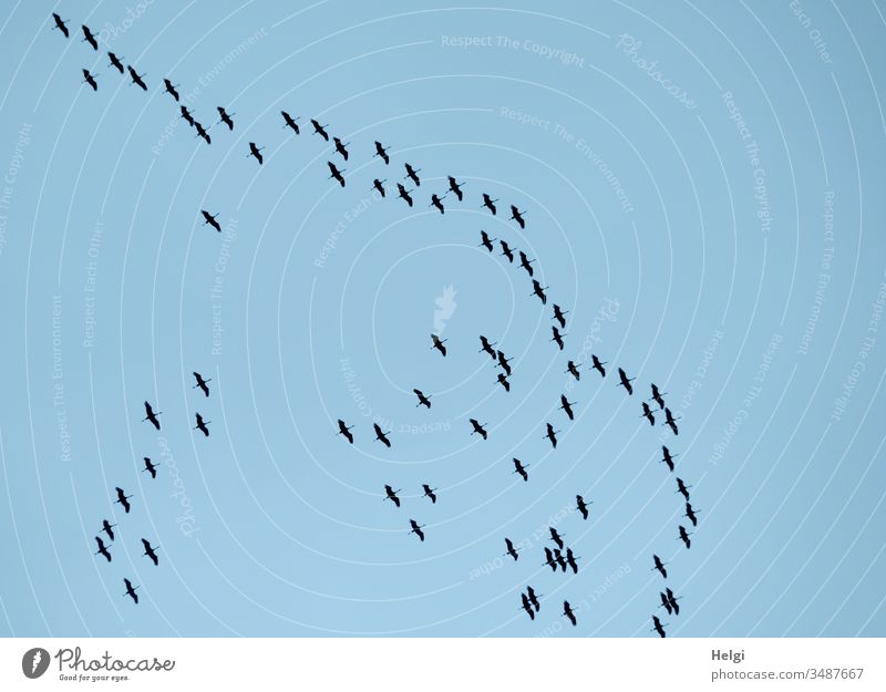 Geräusch | Ruf der Kraniche Kraniche am Himmel Vögel Tier Schwarm viele Zugvögel Vogelzug Herbst Außenaufnahme Farbfoto Wildtier Natur blau Tiergruppe