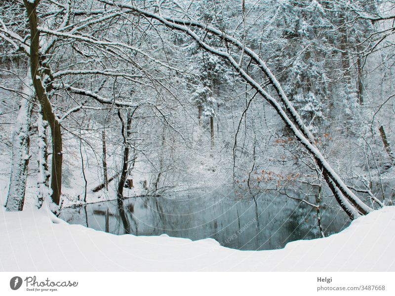 Winter am Blauen See im Teutoburger Wald Waldsee Blauer See Schnee Idylle Wasser Kälte Baum Spiegelung blau weiß grau schwarz Landschaft Natur Umwelt kalt