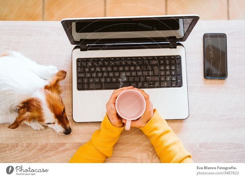 junge frau arbeitet zu hause am laptop, trägt schutzmaske, daneben niedlicher kleiner hund. arbeiten sie von zu hause aus, bleiben sie während des coronavirus covid-2019 concpt sicher