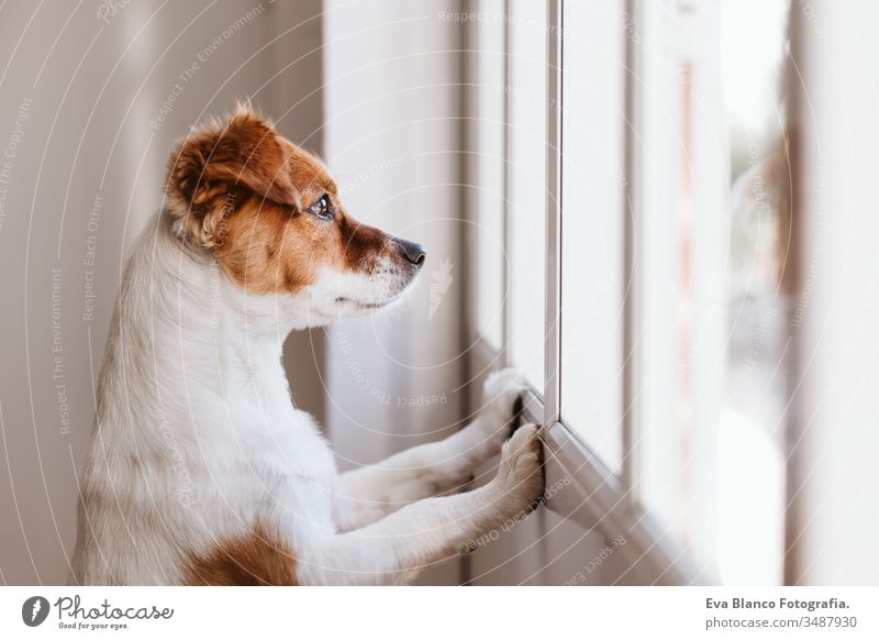 Jack Russell Hund zu Hause, der am Fenster sucht oder auf seinen Besitzer wartet. Haustiere im Haus heimwärts Warten jack russell niedlich klein im Innenbereich