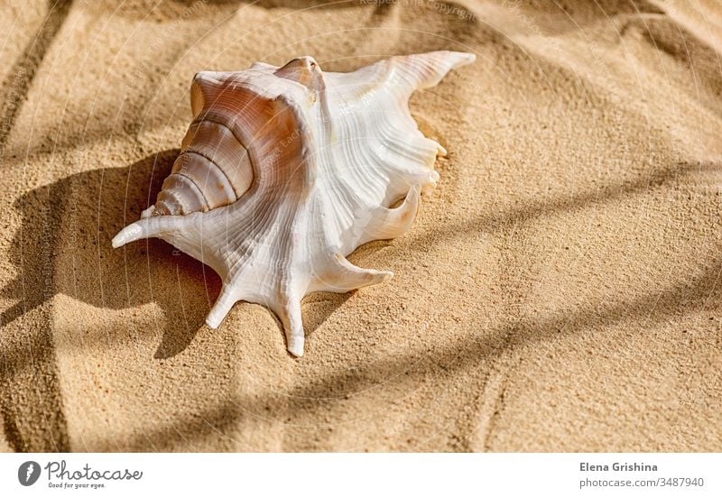 Eine schöne große Muschel liegt auf dem Meeressand. Das Konzept eines Sommerurlaubs am Meer und Reisen. Sand Schatten Handfläche Feiertag MEER Niederlassungen