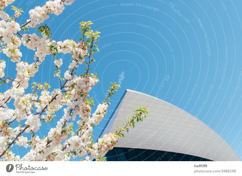 Frühlingsblüten vor moderner Fassade und blauem Himmel Frühlingsgefühle Frühlingsfarbe Blütenknospen Blütenblätter Kirschblüten Blühend Natur Pflanze