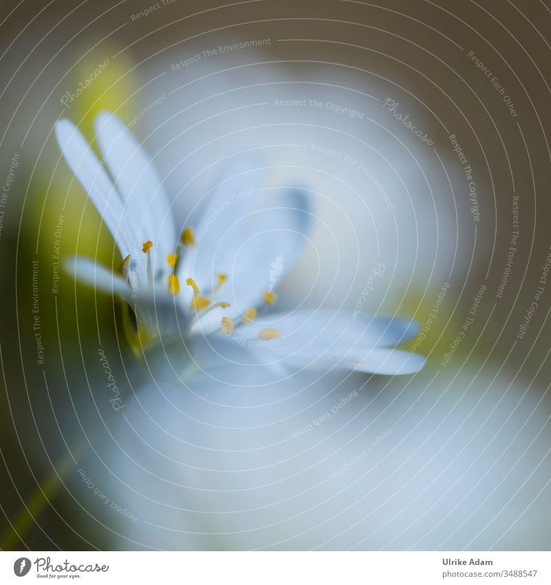 Weiße Blüte der Sternmiere ( Stellaria ) Schwache Tiefenschärfe Unschärfe Hintergrund neutral Freisteller Textfreiraum unten Textfreiraum oben