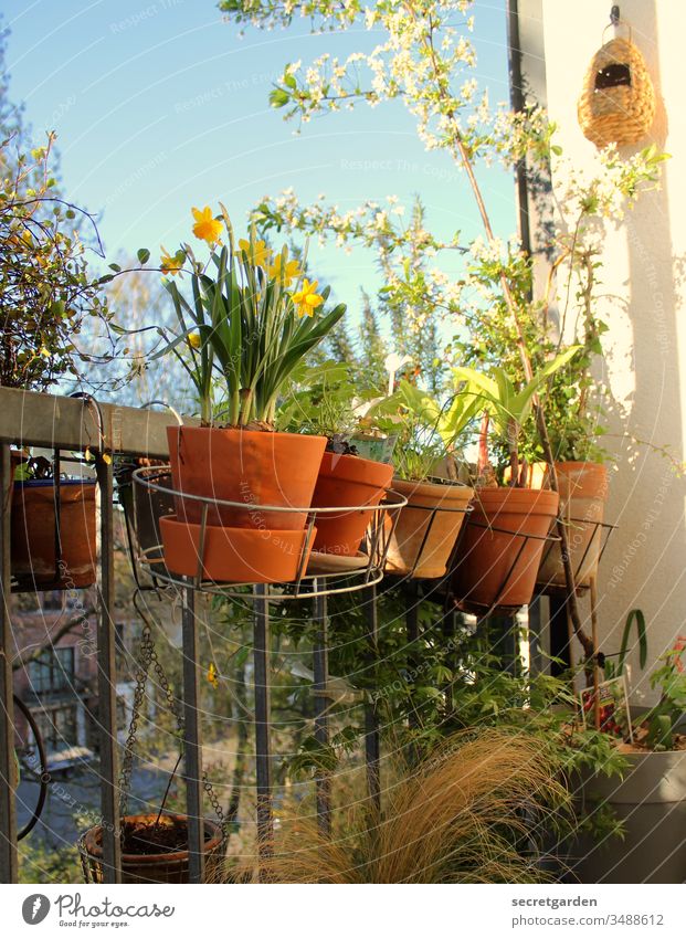 Grüner Daumen Balkon Balkonpflanze Gartenarbeit Gartenarbeit machen Gärtner Pflanzen Tontopf sonnig grün braun Terrakotta Natur Frühling Nahaufnahme Stil