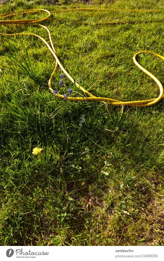 Gartenschlauch gartenschlauch wasserschlauch bewässerung blume blühen blüte erholung ferien frühjahr frühling trockenheit gras kleingarten kleingartenkolonie