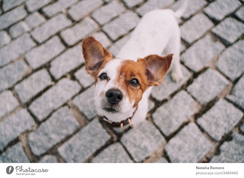 Ein wunderschöner kleiner Hund steht auf der Straße. Das Tier schaut in die Kamera. Es ist sehr aufmerksam und neugierig. Sein Gesicht ist halb braun und halb weiß.