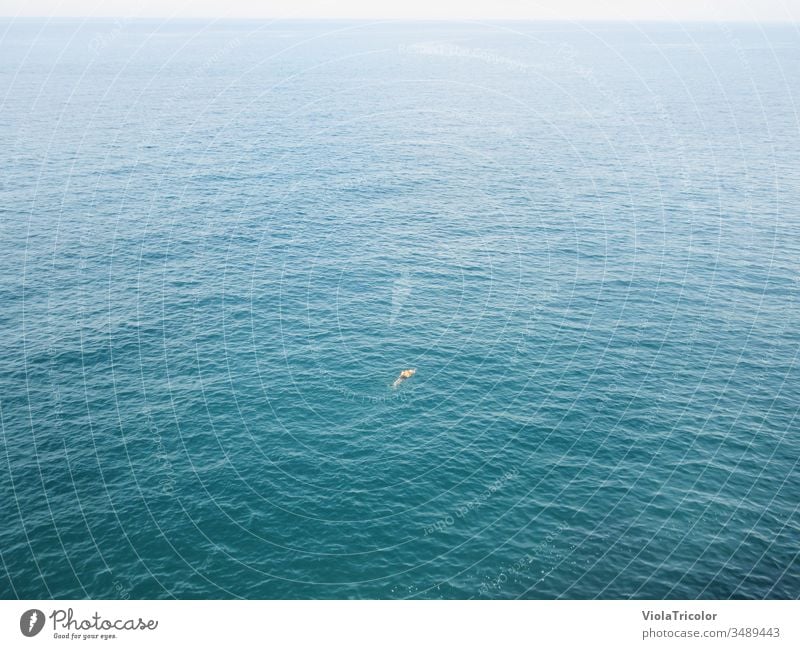 einsamer Schwimmer im weiten, blauen Meer, Blick von schräg oben Schwimmen Wasser allein frei Abstand Freiheit Sport Wassersport Weite Horizont Urlaub